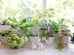 What Is Kitchen Gardening How Is It