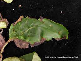 Bananas generally have a very short life span, and several days. Lilac Bacterial Blight Horticulture And Home Pest News