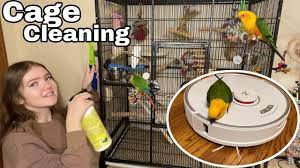 how to clean your bird s cage you