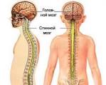 реферат травмы спинного мозга