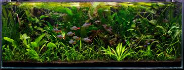 what aquarium plants need co2