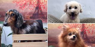 27 s pore dogs up for adoption give a