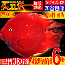 Picking the right blood parrot cichlid food isn't challenging. Tropical Ornamental Fish Blood Parrot Fish Live Fish Make A Fortune Living Silver Dragon Fish Fresh