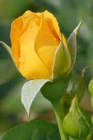410 idee su Rose gialle | rose gialle, fiori, rose meravigliose