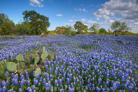 bluebonnets blue in the hill country