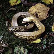 snakes of ohio identifying all 25