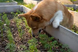 Plants Poisonous To Dogs Canine Cottages