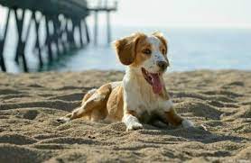 dog friendly beaches in hilton head sc