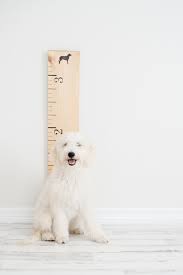 Wooden Growth Chart For Dogs