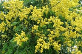 Which flower recipient is more suitable for a gift? Golden Rain Tree Weed Identification Brisbane City Council