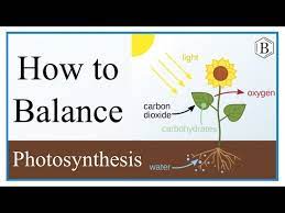 For Photosynthesis Word Equation