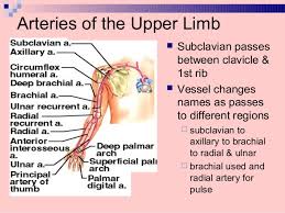 Blood Supply Innervation Of Upper Limb