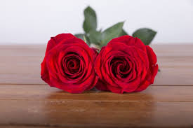 free photo two red roses