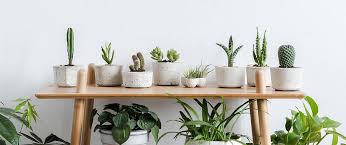 How To Grow And Take Care Of Indoor Plants