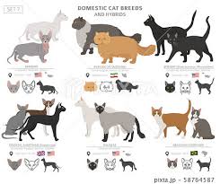 domestic cat breeds and hybrids
