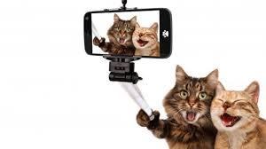 Funny Cats Wallpapers Backiee