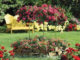 How To Grow Patio Roses In Containers
