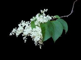 This florida native has fragrant white flowers which then lead. About Japanese Tree Lilac Tips For Growing Japanese Lilac Trees
