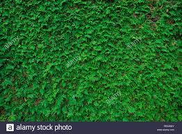 Big green wall of cupressus tree as ...
