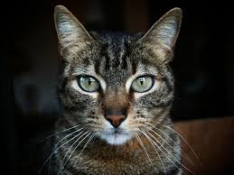 On average how long will my cat live? Tabby Cats History Origin Folklore And Markings