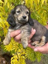 miniature dachshund puppies dogs