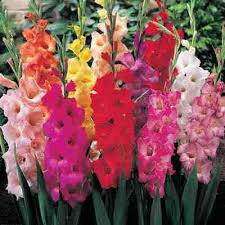glory gladiolus garden e burgess