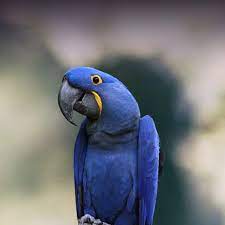 hyacinth macaw personality food care