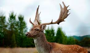 fallow deer game know how
