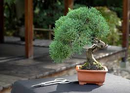 care guide for the juniper bonsai tree