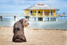 13 dog friendly beaches in florida