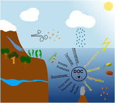 Ocean Dissolved Organic Carbon