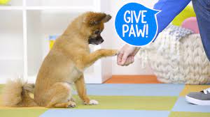 train your dog to give paw chewy