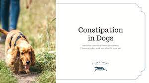 constipation in dogs river landings