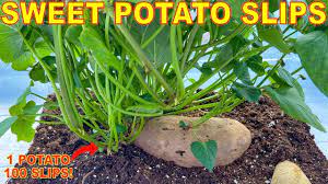growing sweet potato slips