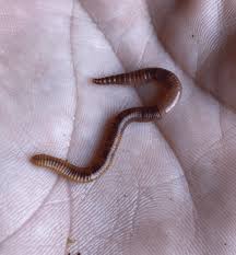 red wiggler composting worms