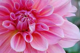 Flower Pink Nature Free Photo On Pixabay