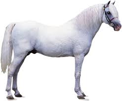 Welsh Pony Breed Of Horse Britannica