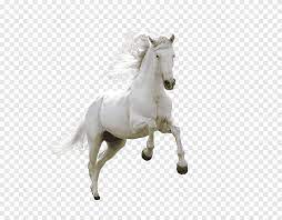 white horse horse desktop s hd