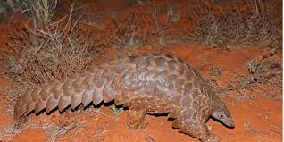 Pangolin is a solitary anteater resembling an artichoke and is the world's most trafficked mammal. Cameroon Government Concerned About The Gradual Disappearance Of Pangolins Afrik 21