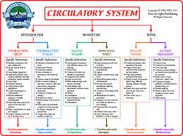 Biological Terrain Chart For The Circulatory System