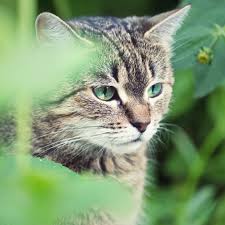Keep Cats Out Of Veggie Gardens