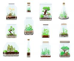 Nature Green Plant In Glass Terrarium