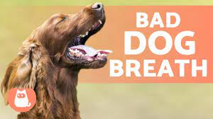 bad breath in dogs 5 tricks to get