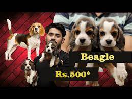 beagle puppies booking available rs 500
