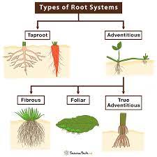Types of Roots With Examples and Diagrams