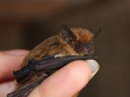 bats and humans bat facts and information