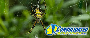 how dangerous are florida spiders