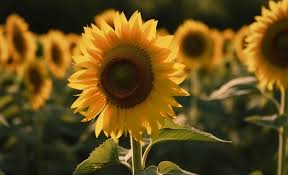 symbolic sunflower meaning and