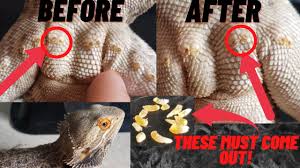 t your bearded dragon s nails