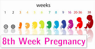 8th Week Pregnancy Symptoms Baby Development And Body Changes